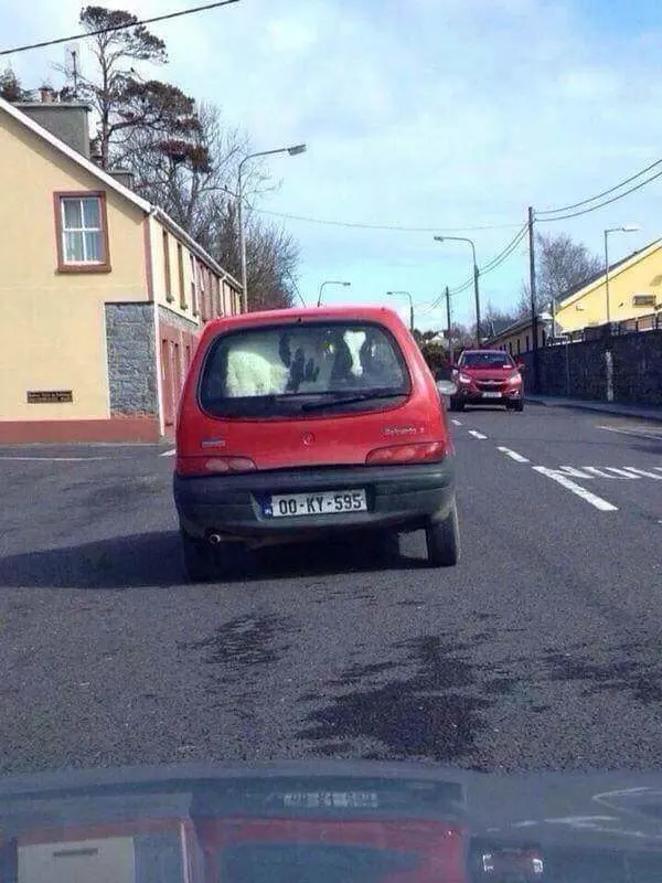 Cow in a car! 