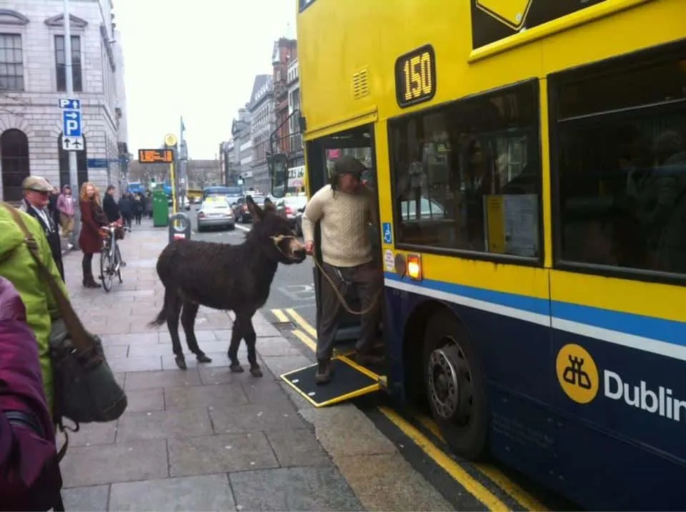 So you are saying I can't bring the donkey on the bus? Irish One Liner Jokes 