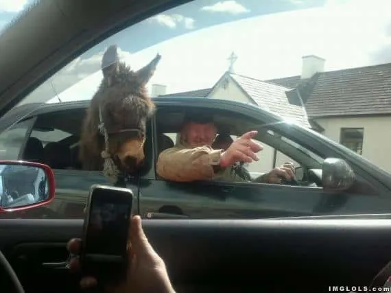 Just a man with a donkey in the back of his car 