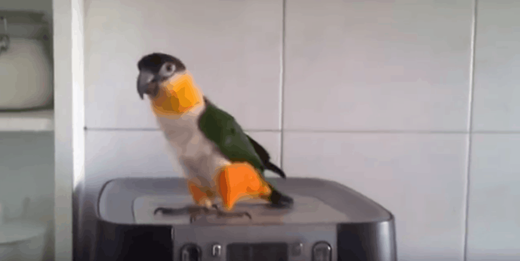 Watch The Dancing Irish Parrot For St Patrick’s Day!