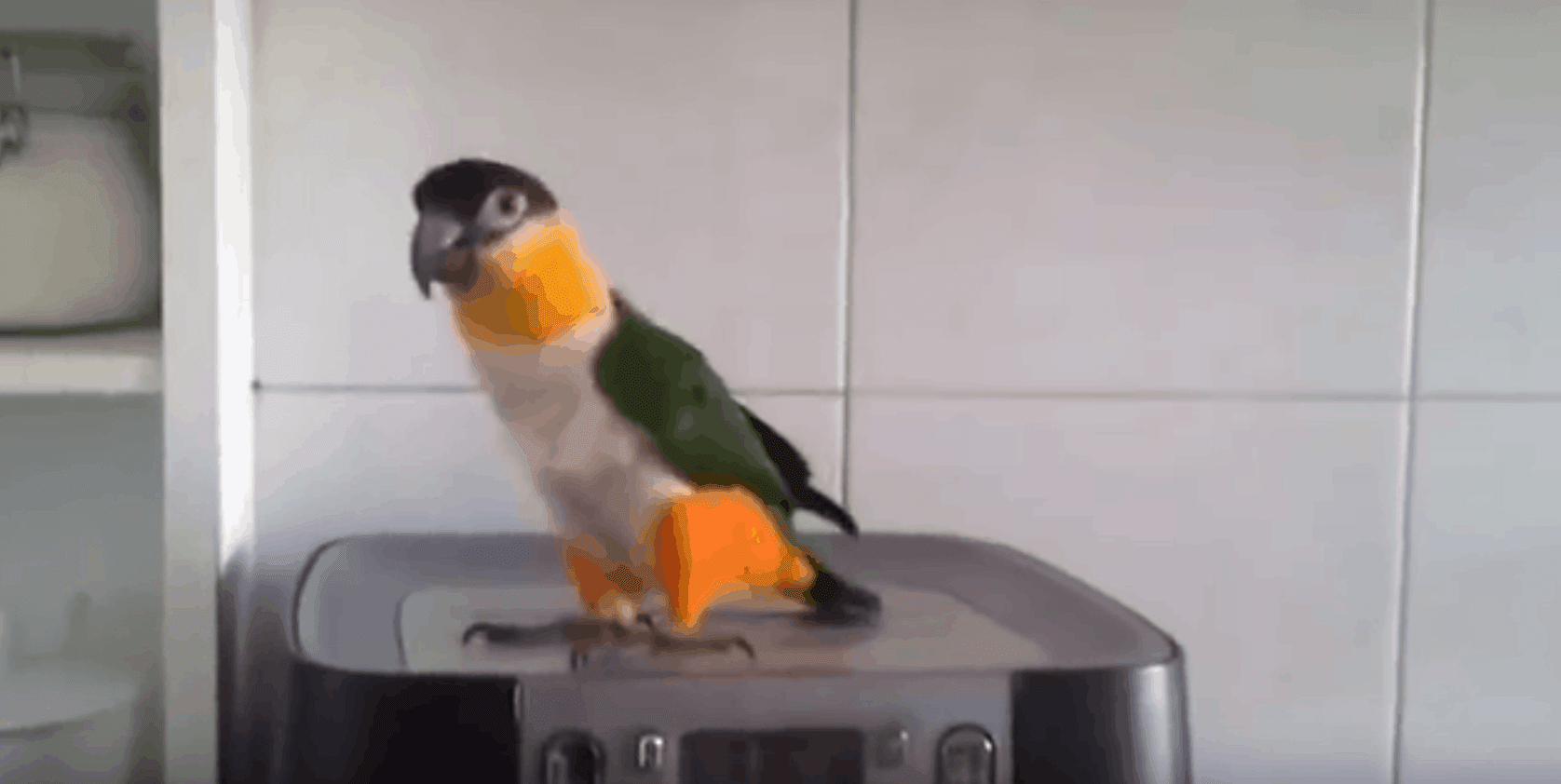 The Dancing Irish Parrot