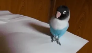 The Irish Dancing Parrot Part Two - YouTube_ - https___www.youtube.com_watch