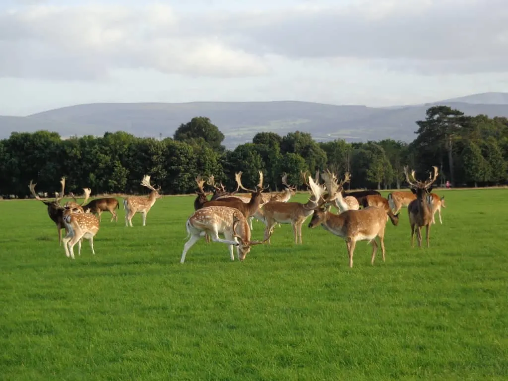 Phoenix_Park_Dublin_06