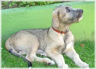 What an Irish wolfhound puppy looks like