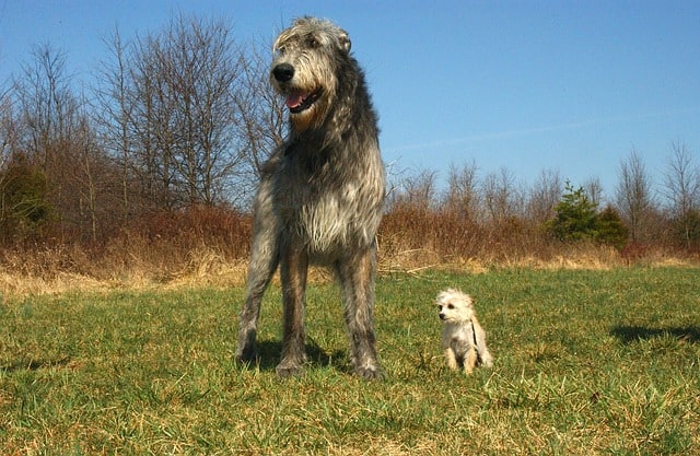 Size of an Irish Wolfhound compared to a small dog