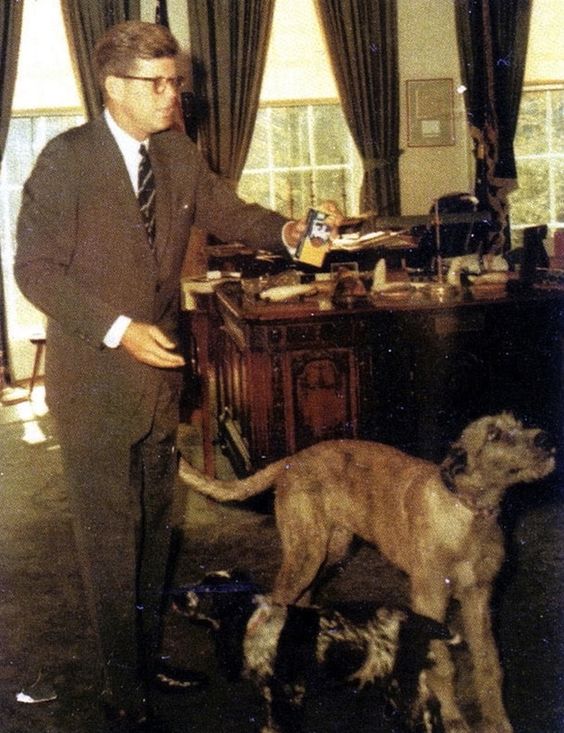 John F. Kennedy and Wolfie (Mixed Breed) and Shannon (Irish Cocker Spaniel)