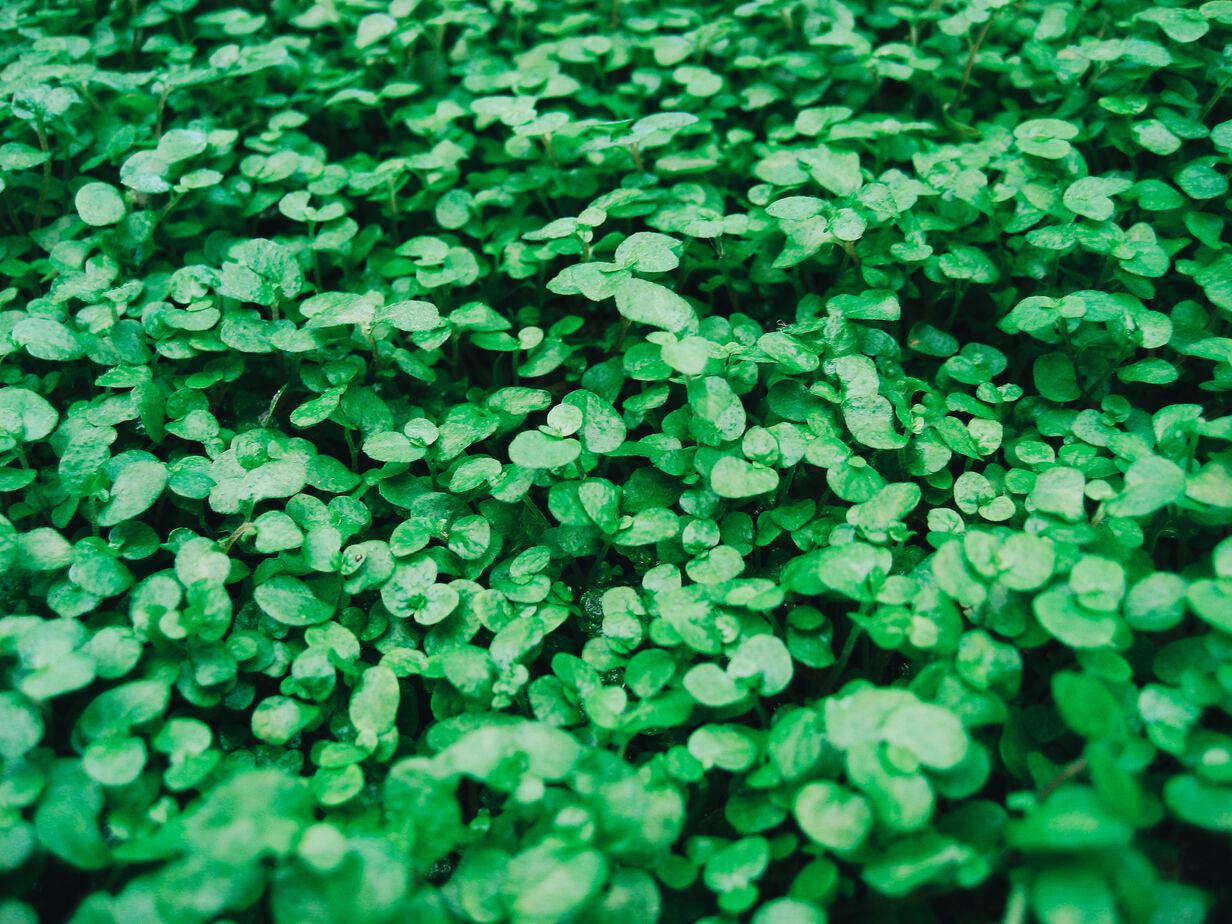 shamrock kyries
