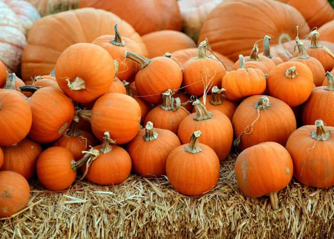 5 facts about halloween you didn't know