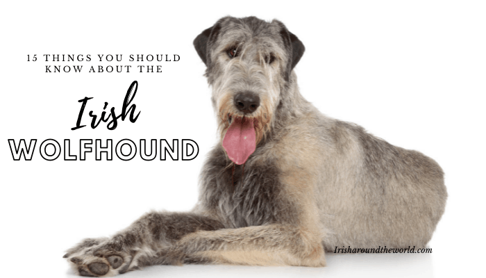 15 things to know about the Irish wolfhound - Irish Around The World