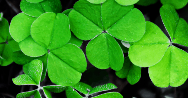 100 Best Irish Sayings For St Patrick's Day | Irish Blessings And Proverbs