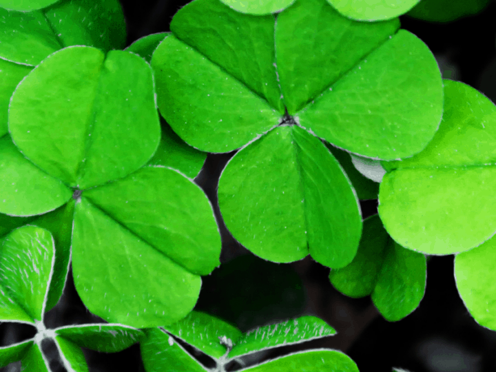 Top Irish Poem: Mid-Term Break, by Seamus Heaney - Irish Around The World