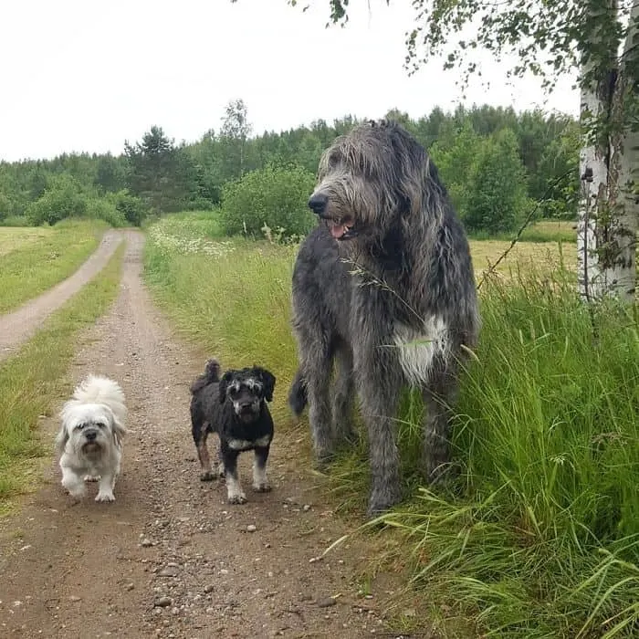 An Irish wolfhound with two other dogs.
