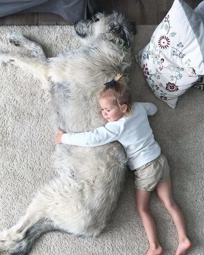 Lincoln the Irish wolfhound with a small baby.