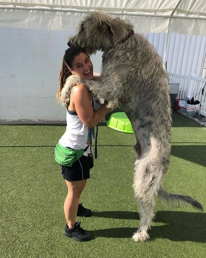 A 5 foot Irish wolfhound standing up