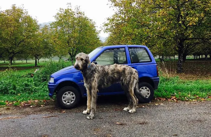 An Irish wolfhound next to a small blue car.