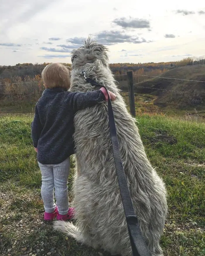 wolfhound with a baby sunset