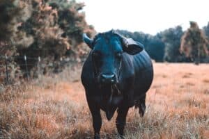 Celtic bull a symbol for stregth