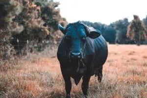 Celtic bull a symbol for stregth