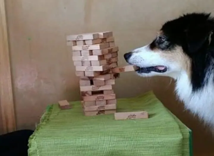 Just a dog playing Jenga with their owner