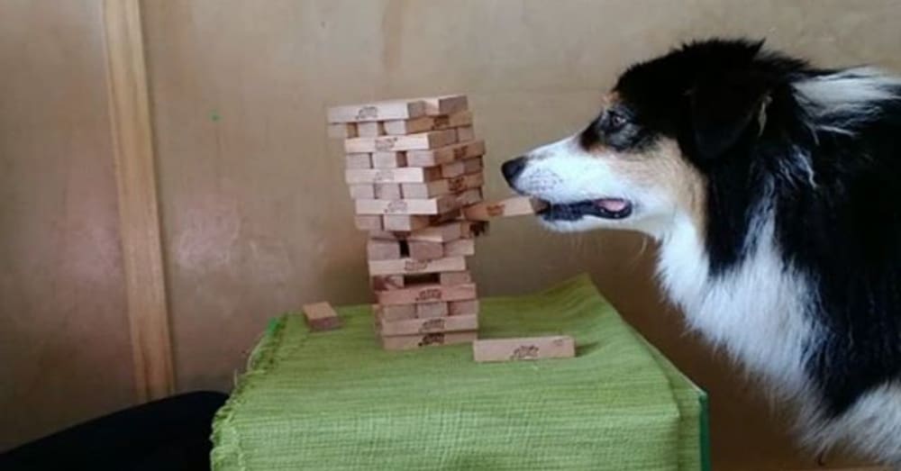 Just a dog playing Jenga with their owner Irish Around The World