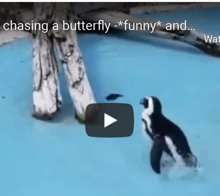 penguin chasing a butterfly