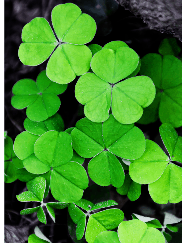 10 Incredible Facts About Ireland