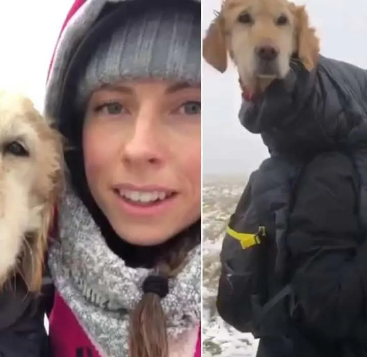 Dog rescued from mountain