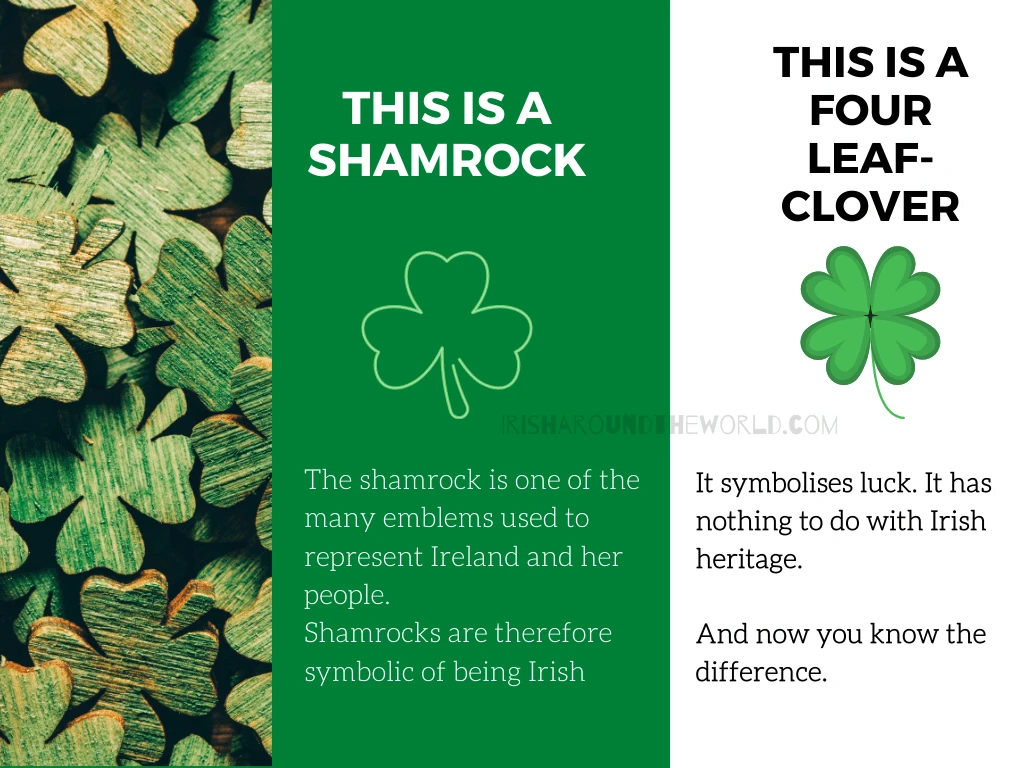 Shamrock vs four leaf clover the differences