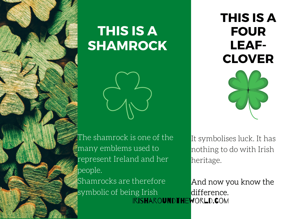 The Difference Between A Shamrock And A Four Leaf Clover Irish Around 