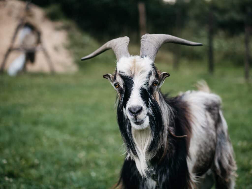 Weekly Funny Video: A Goat That Thinks It Is A Chicken
