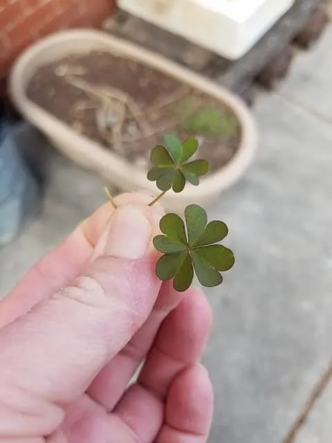 two four leaf clovers on St Patricks day. Luckiest guy ever