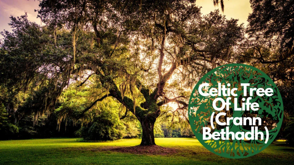 Celtic Tree Of Life(Crann Bethadh) - All You Need To Know About It