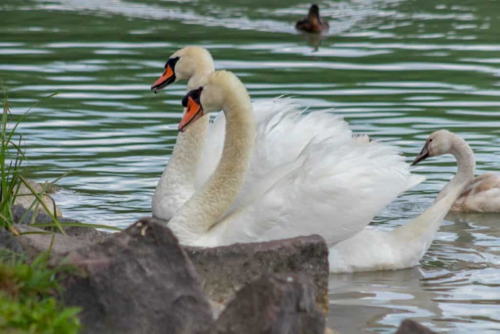 Top Irish Poem – The Wild Swans at Coole By William Butler Yeats