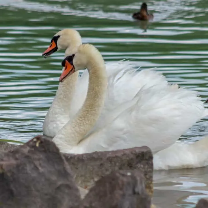 W b yeats poem Swans at the lake
