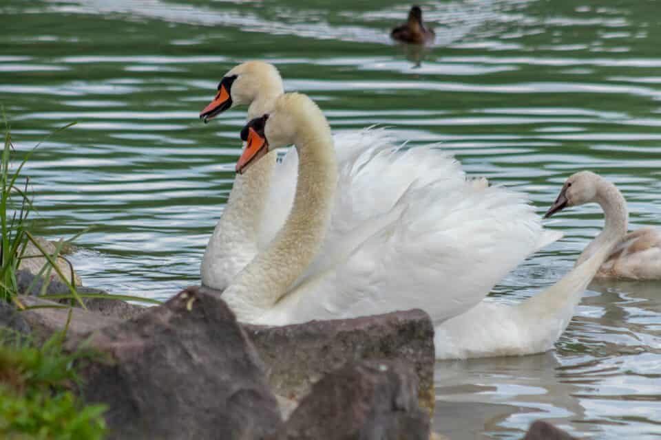 Top Irish Poem - The Wild Swans At Coole By William Butler Yeats