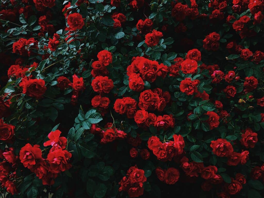 “June” – An Incredible Poem By Francis Ledwidge