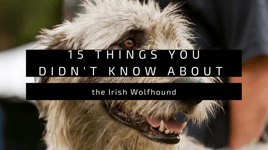 15 Things You Didn’t Know About the Irish Wolfhound