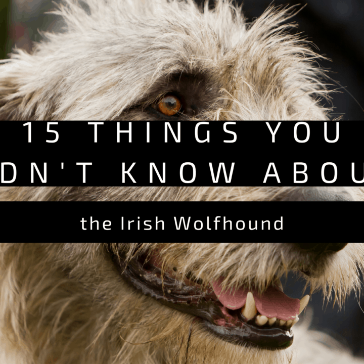 15 things you didn't know about the Irish wolfhound