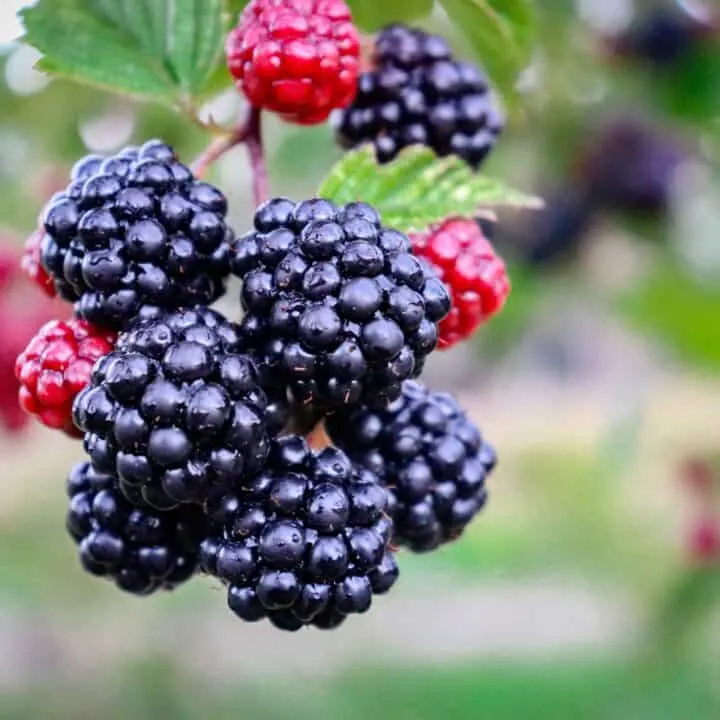 Blackberry-Picking, by Seamus Heaney
