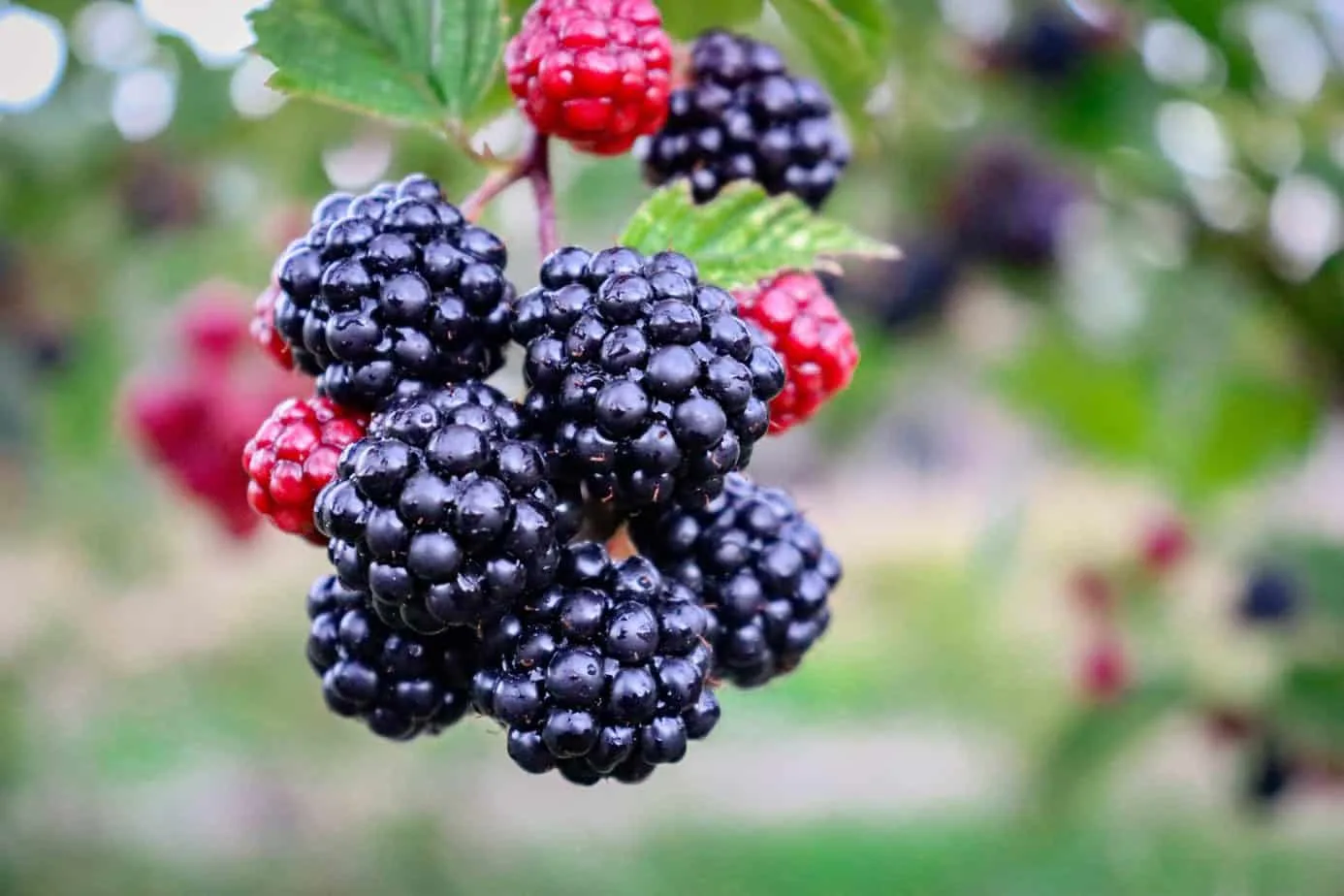 Blackberry-Picking, by Seamus Heaney