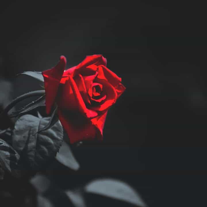 I see the blood upon a rose