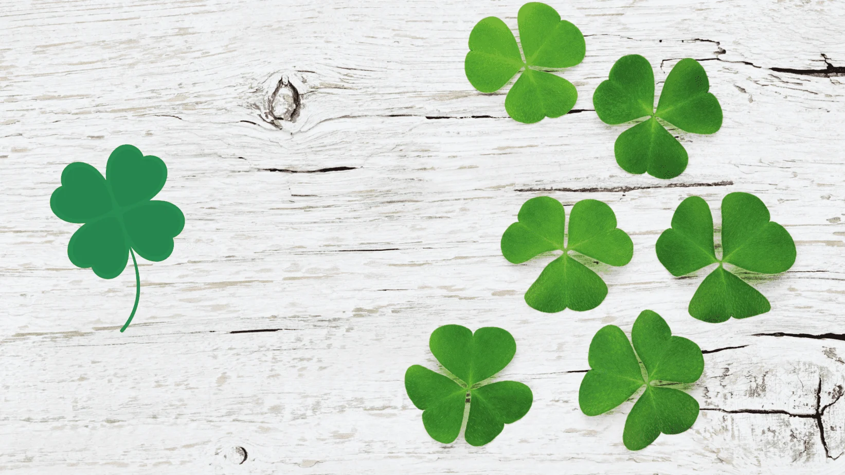 The big difference betwen the shamrock one very interesting St Patrick's day facts