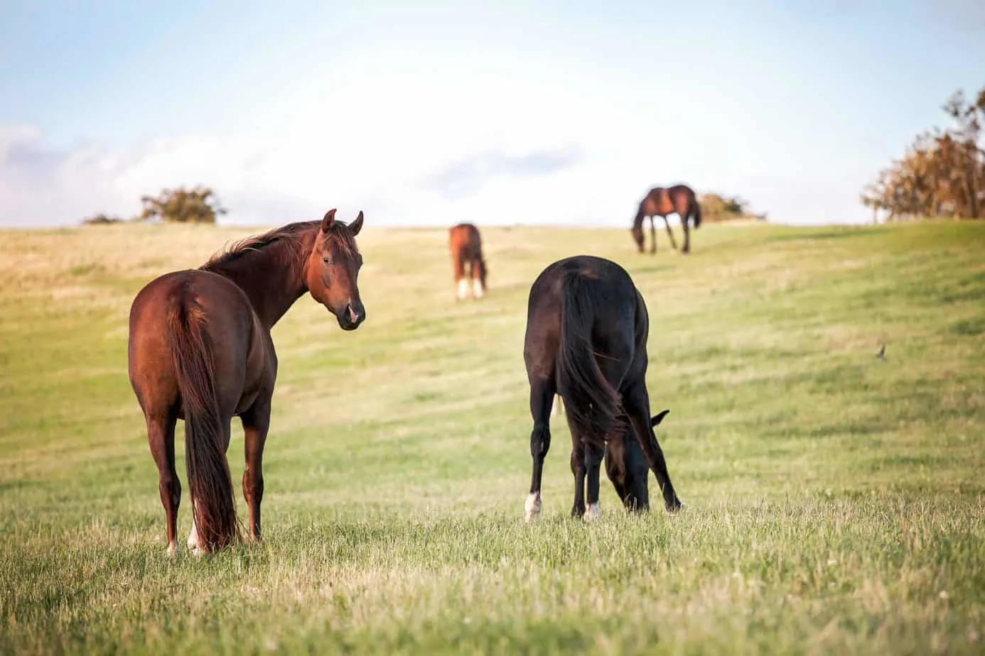 Irelands passion for horses