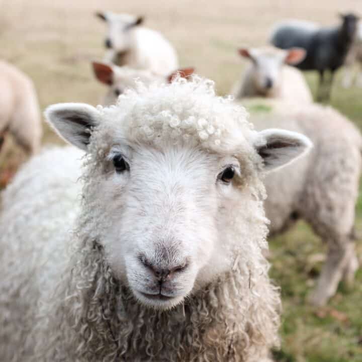 sheeps and lambs poem