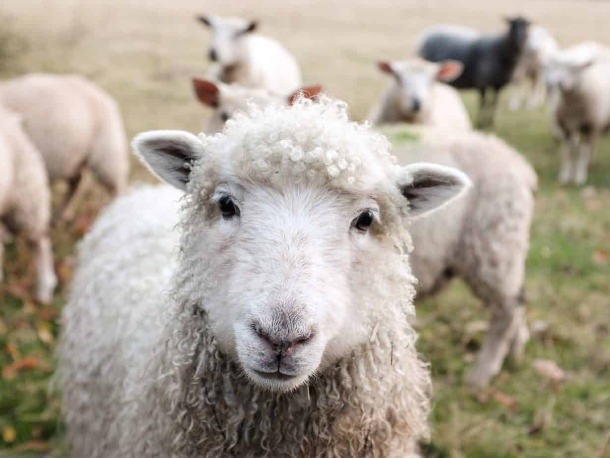 sheeps and lambs poem
