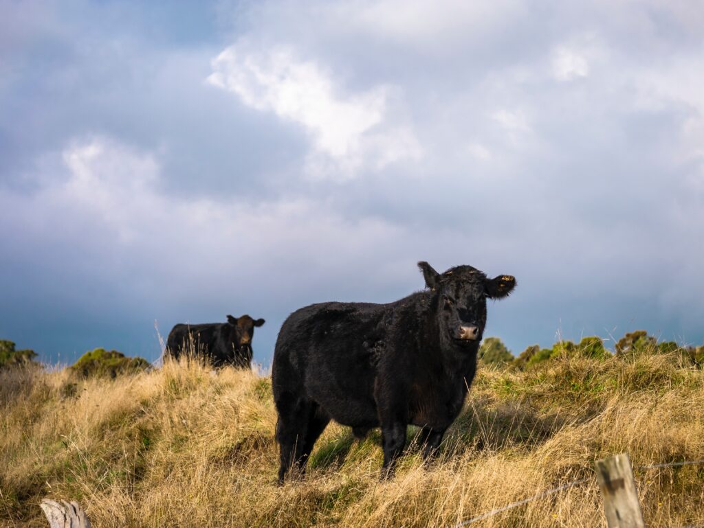 The Lost Heifer, By Austin Clarke – An Iconic Irish Poem