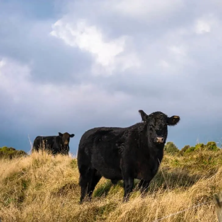 The Lost Heifer, By Austin Clarke - An Iconic Irish Poem