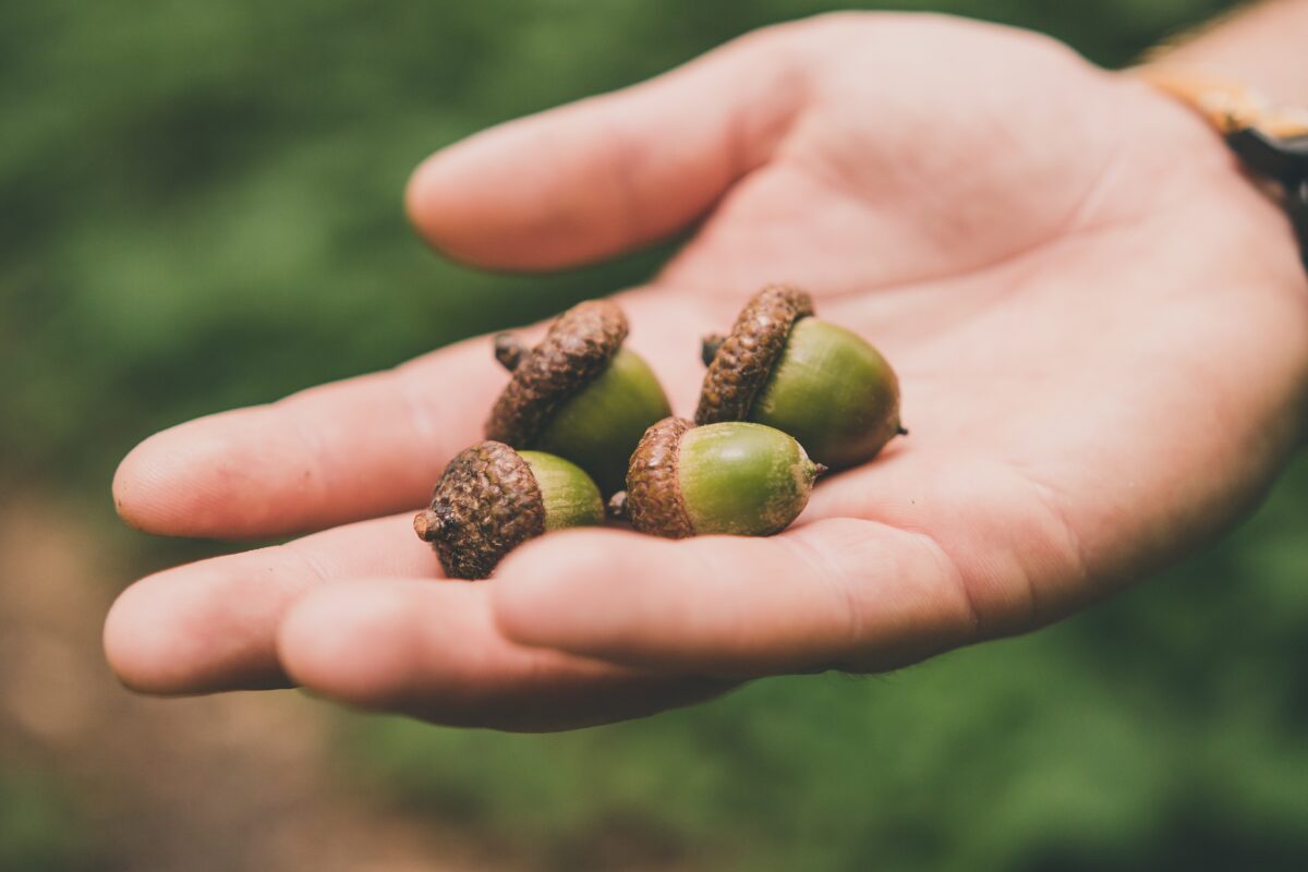 10 Most Well-known Druid Symbols And Their Meanings