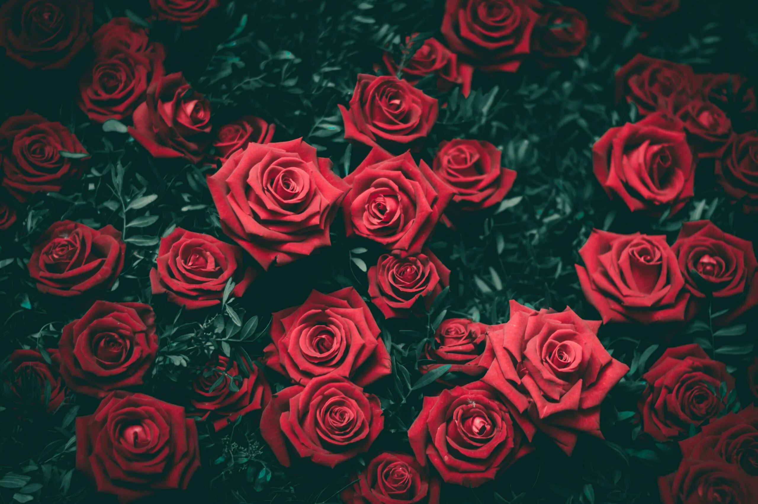 The Rose of Battle