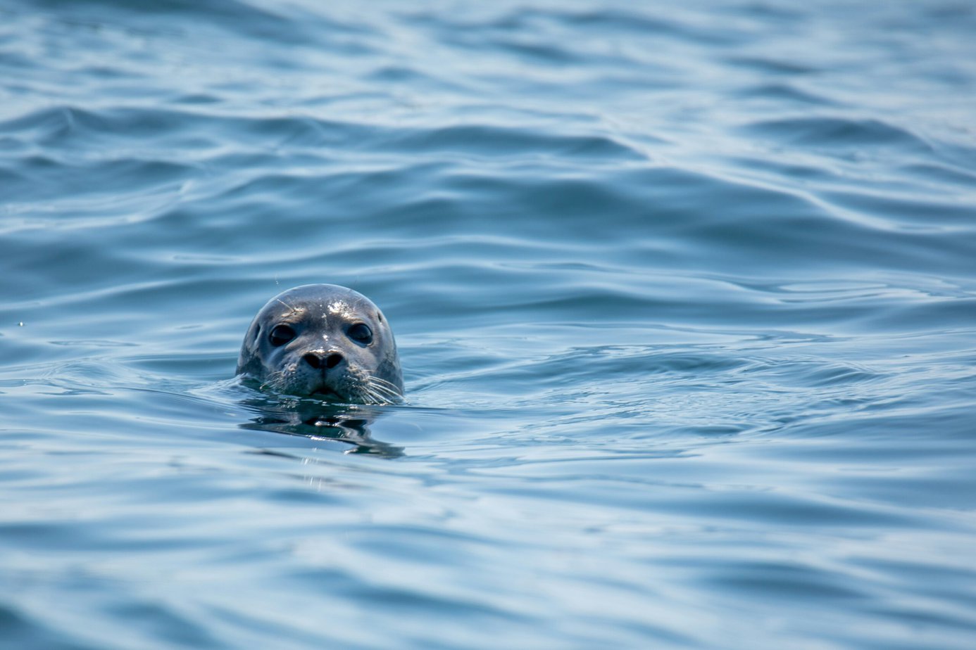 A Selkie in seal form in the water